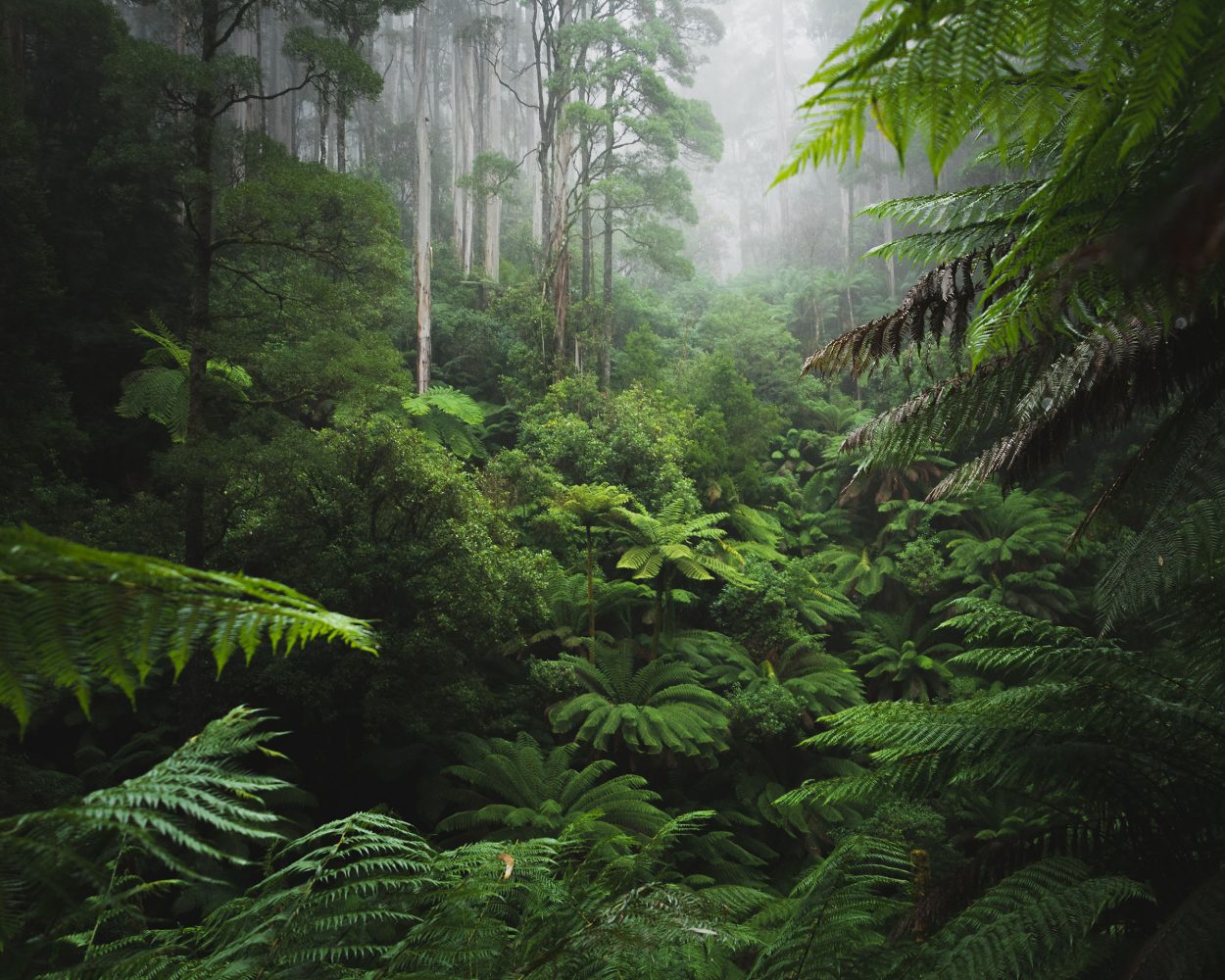 Antarctica may have once been covered by a jungle of trees, new study shows