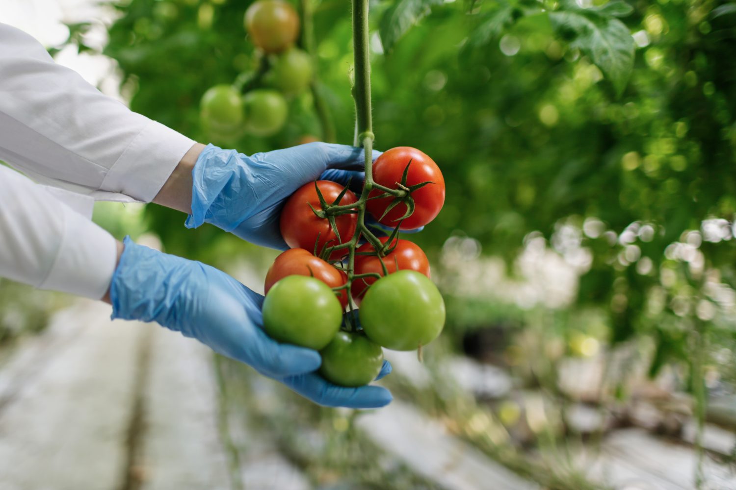 Researchers found a way to grow plants without light