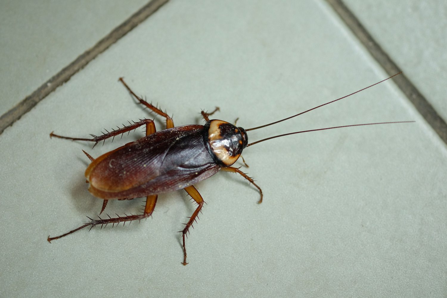 China can now mass-produce cyborg cockroaches in a robotic factory