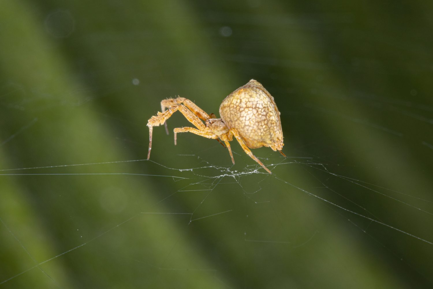 These spiders launch targeted web attacks using sound