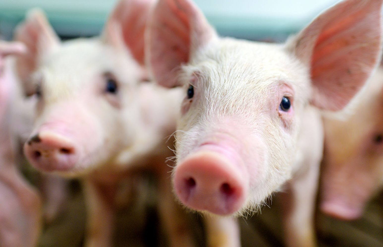 Disease-resistant, gene-edited pork may go on sale in the US in 2025