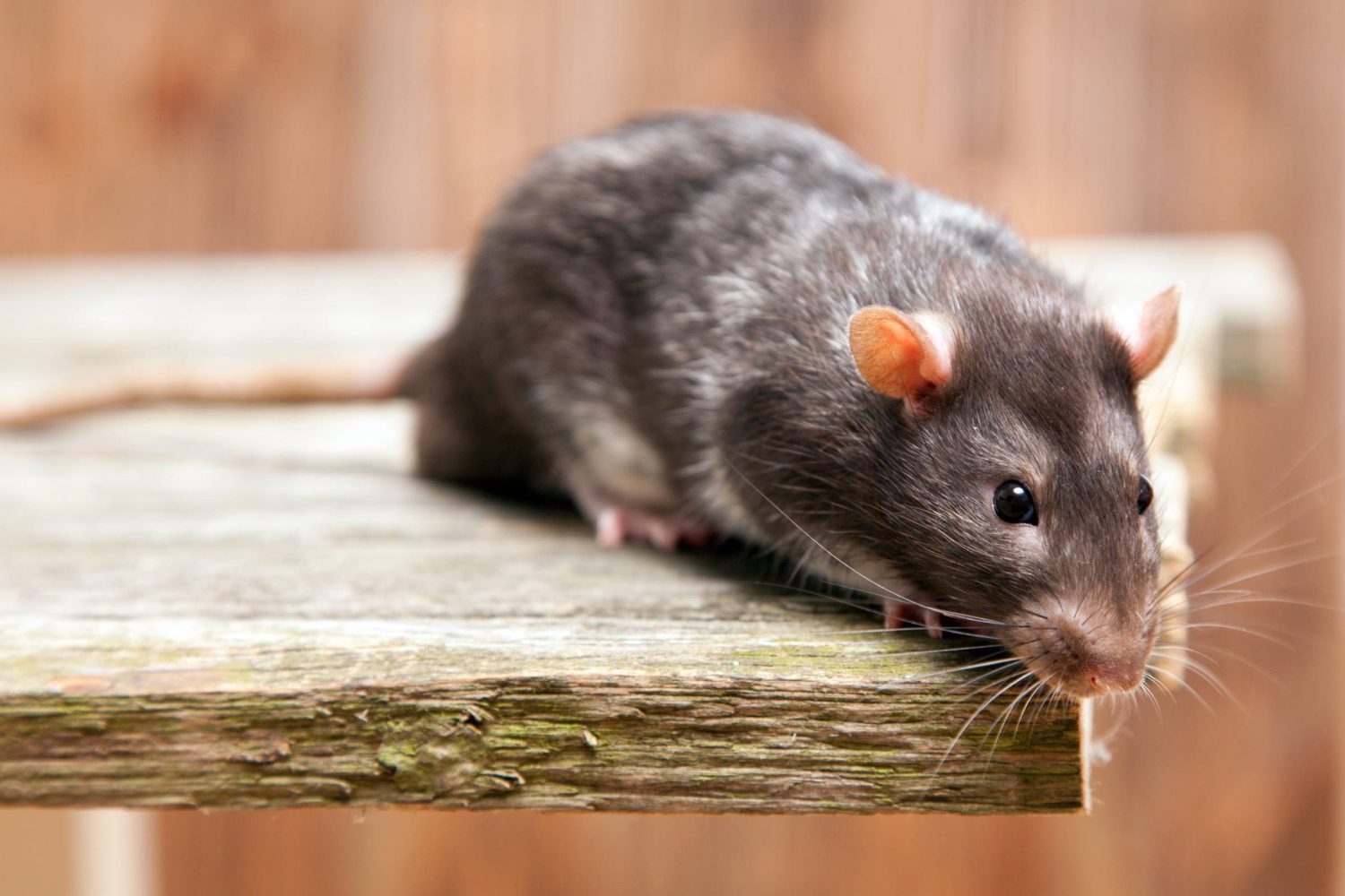 Robotic rat with real animal odor uses AI to befriend live rats