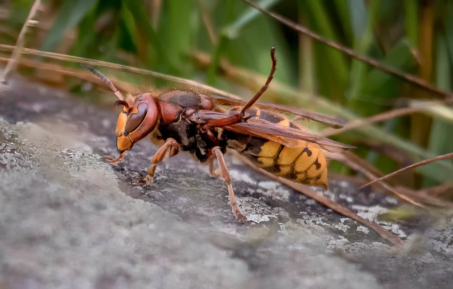 Officials say they finally eradicated murder hornets from the U.S.