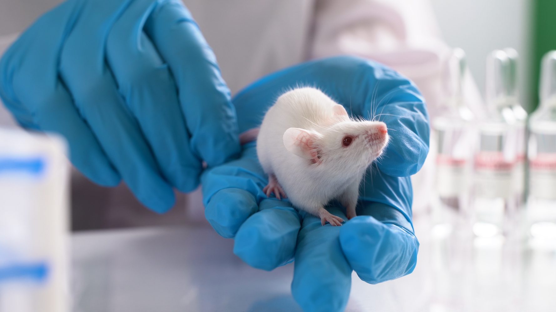 Scientists used gene-editing to create a mouse with two male parents