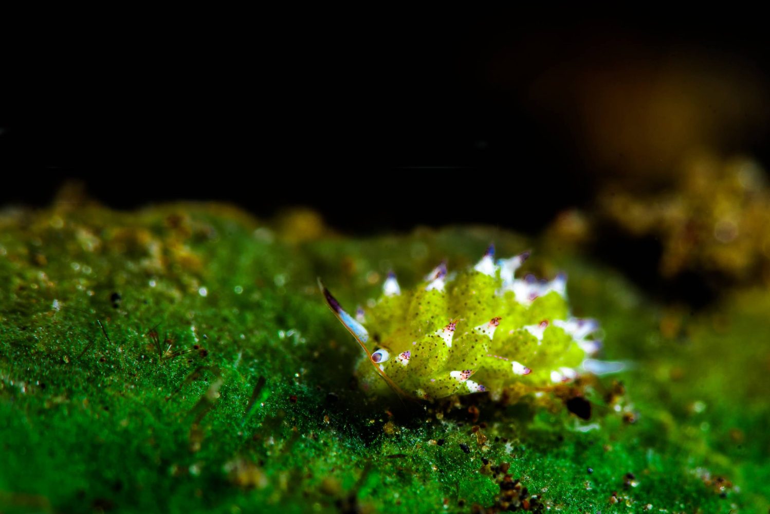 This cute little sea animal is actually a hybrid that’s part vegetable