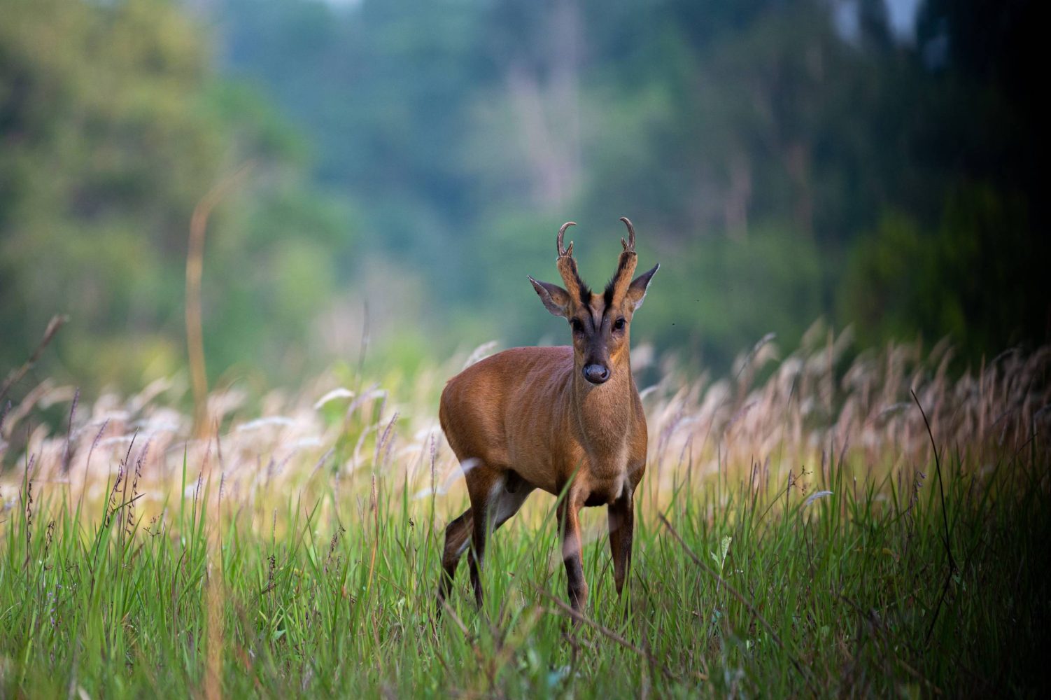 This bizarre animal was just captured on camera for the first time ever