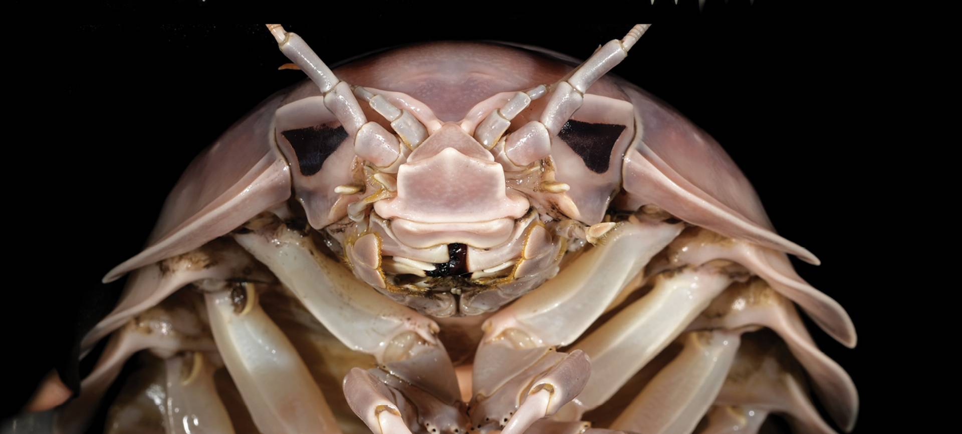 This horrifyingly massive new sea bug that was just discovered is pure nightmare fuel