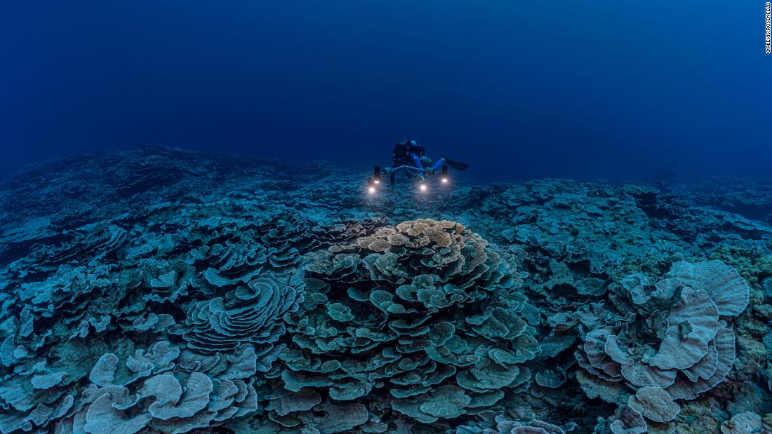 Great Barrier Reef has reached ‘catastrophic’ coral bleaching levels, study warns